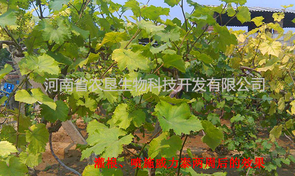 龍湖葡萄照片